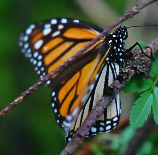 Butterflies on the Rise